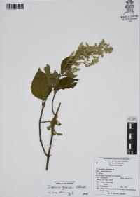 Iresine grandis image